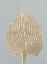 Picture of HOSTA E