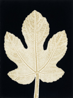 Picture of LEAF B