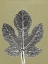 Picture of LEAF C