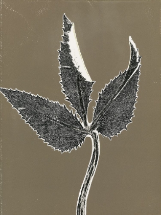 Picture of LEAF D