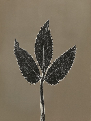 Picture of LEAF E