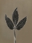 Picture of LEAF E