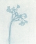 Picture of PETITE STEM 4