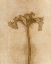 Picture of PETITE STEM 9