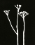 Picture of PETITE STEM 10