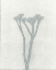 Picture of PETITE STEM 12