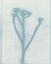 Picture of PETITE STEM 17
