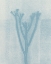 Picture of PETITE STEM 21
