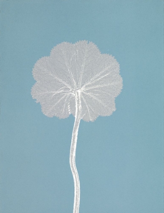 Picture of POM POM STEM 3
