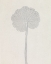 Picture of POM POM STEM 5