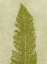 Picture of NEW FERN 6