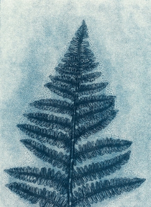 Picture of BLUE FERN 2