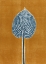 Picture of NUTMEG HOSTA 1