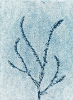 Picture of BLUE SPINDLE 2