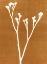 Picture of NUTMEG BUD 1