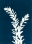 Picture of BLUE DUO 1