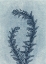 Picture of BLUE DUO 4