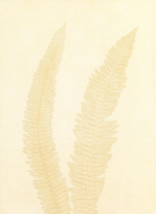 Picture of GRAY FERN 7