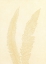 Picture of GRAY FERN 7