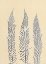 Picture of INDIGO FERN 2