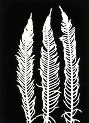 Picture of BLACK FERN 1