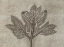 Picture of HORIZONTAL PLANTS 2
