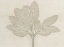 Picture of HORIZONTAL PLANTS 3