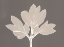 Picture of HORIZONTAL PLANTS 12