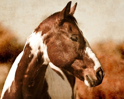 Picture of HORSE 1