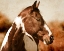 Picture of HORSE 1