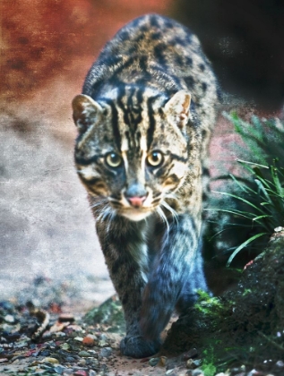 Picture of FISHER CAT B