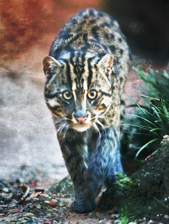 Picture of FISHER CAT B
