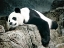 Picture of PANDA