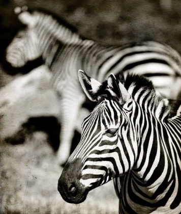 Picture of ZEBRA