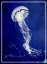 Picture of MARINE COLLECTION E