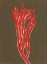 Picture of CORAL 7