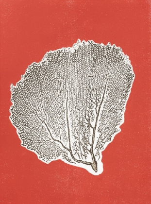 Picture of SEA FAN 9