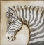 Picture of SERENGETTI ZEBRA