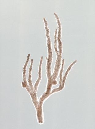 Picture of CORAL 1