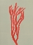 Picture of CORAL 6