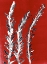 Picture of RED 1