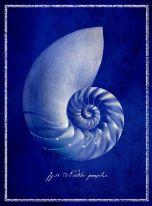 Picture of NAUTILUS SHELL