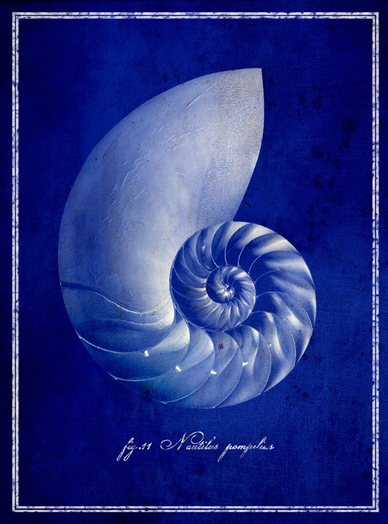 Picture of NAUTILUS SHELL