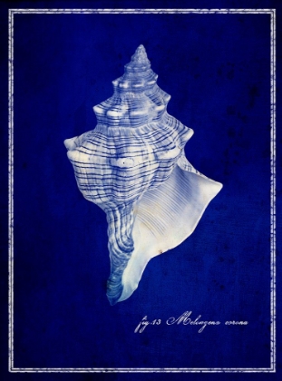 Picture of CONCH SHELL