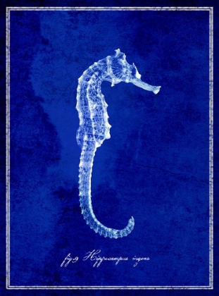 Picture of SEAHORSE