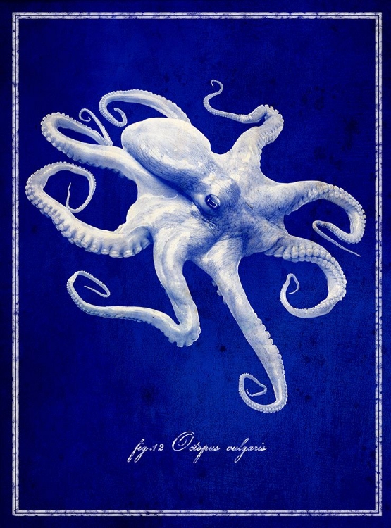 Picture of OCTOPUS