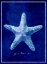 Picture of STARFISH