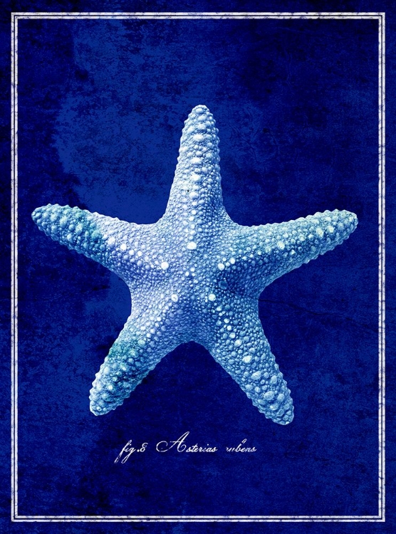 Picture of STARFISH