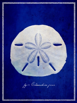 Picture of SAND DOLLAR
