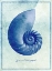 Picture of NAUTILUS SHELL B